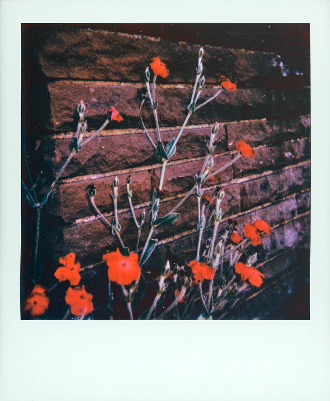 #454