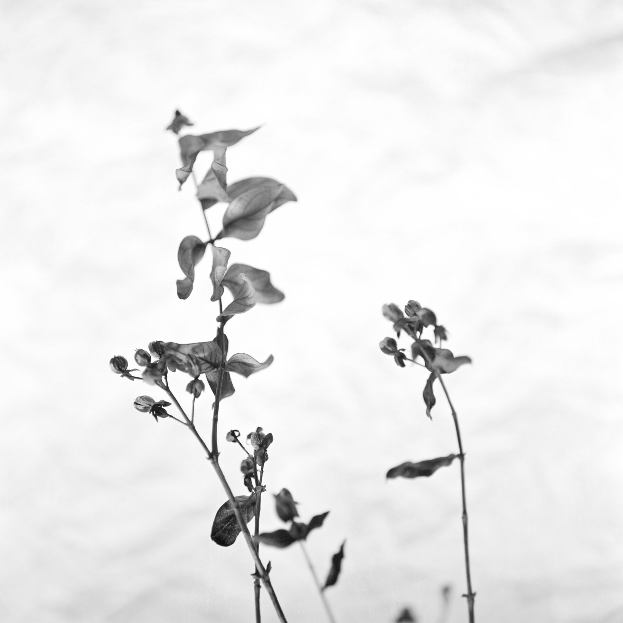 #486
