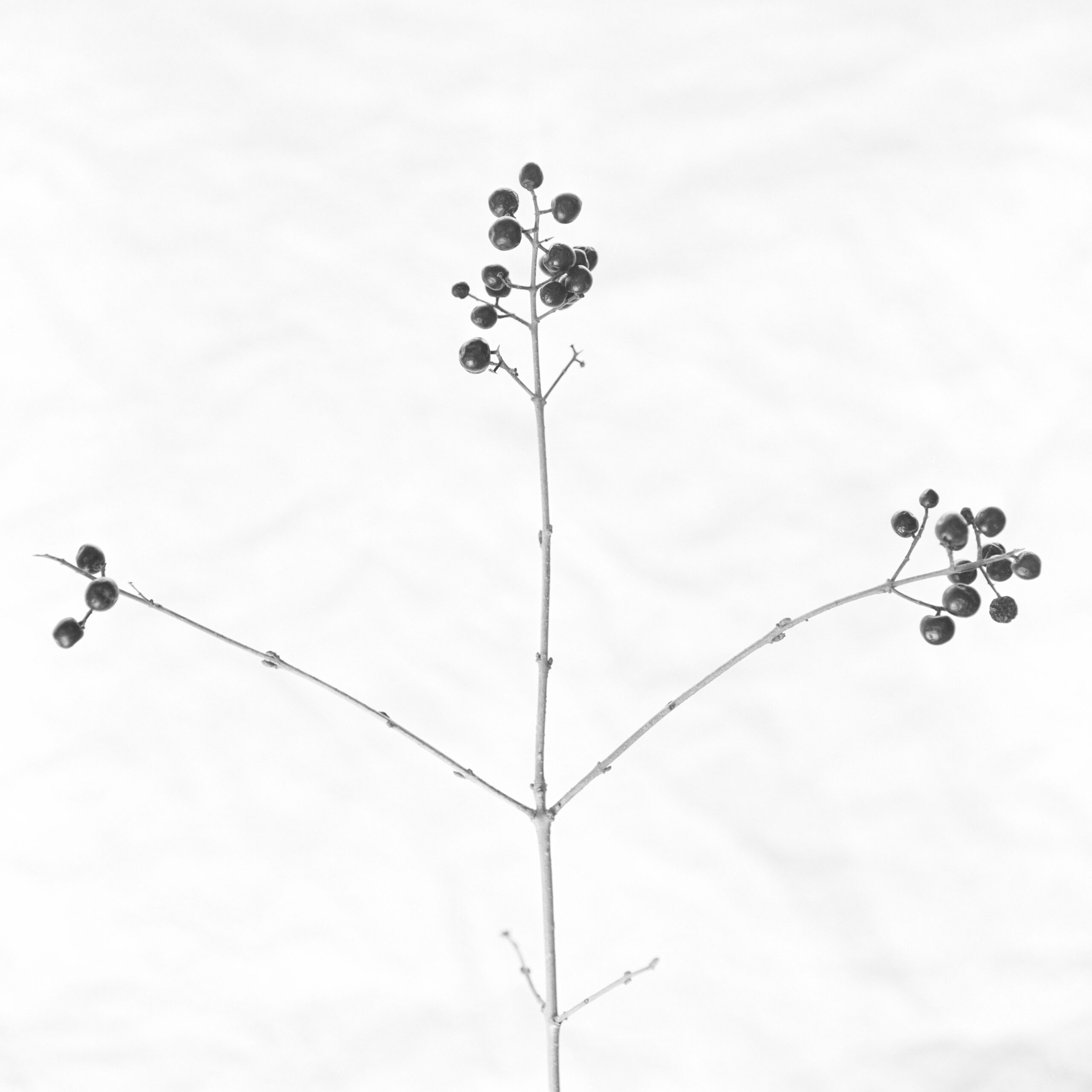 #487