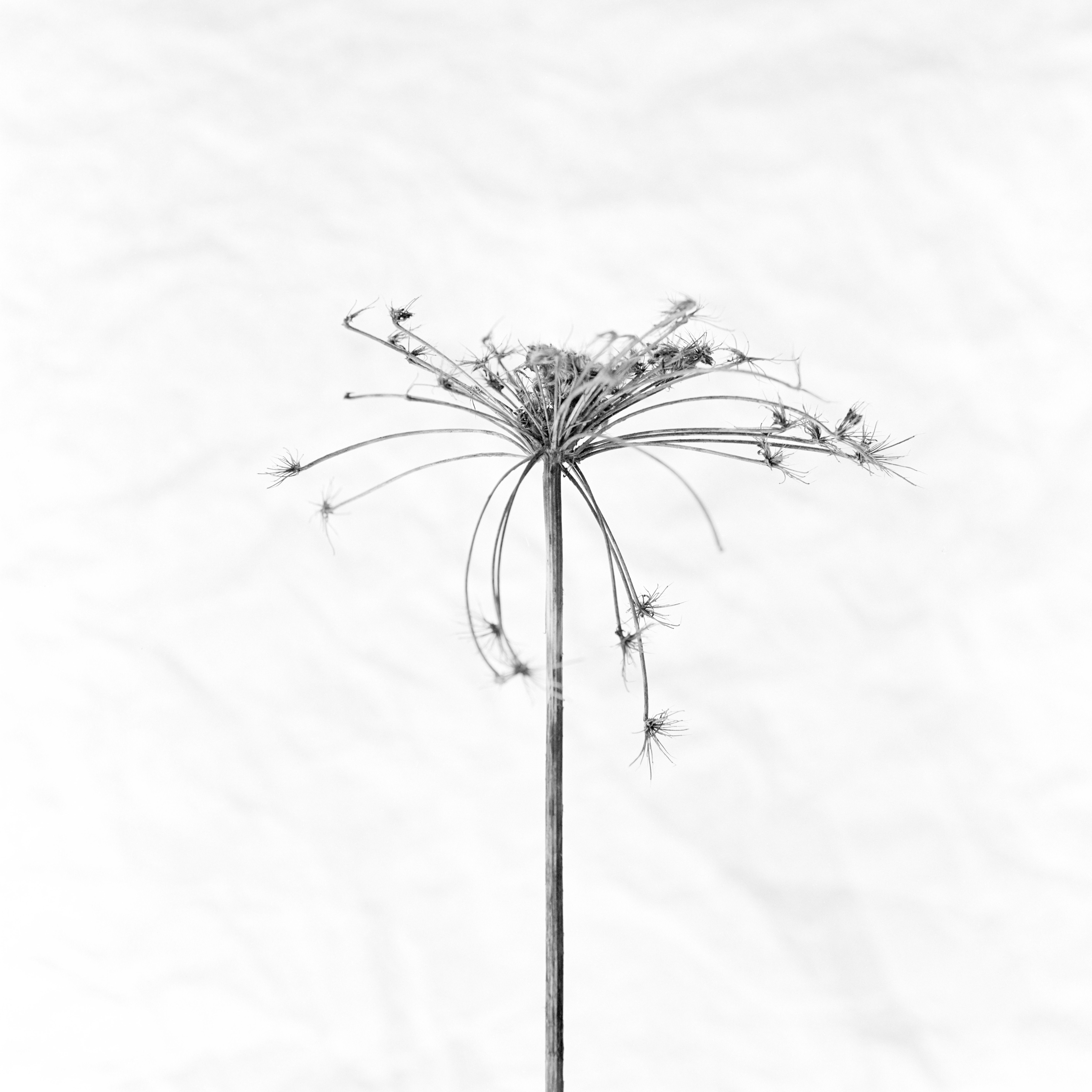 #488